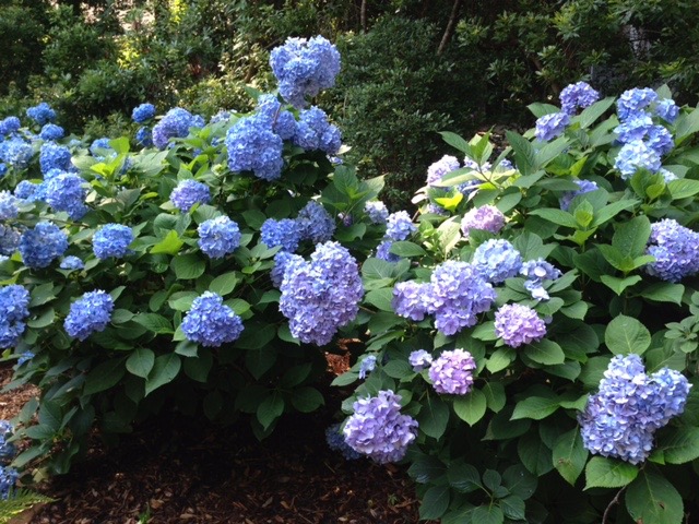 Hydrangeas on Amelia Island Carol Ann Atwood 