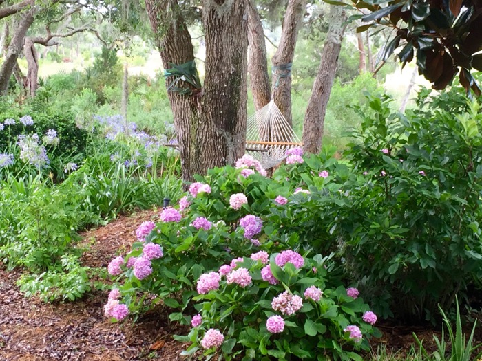 Hammock among oak trees Amelia Island Plantation, Long Point photo by Kathy Miller