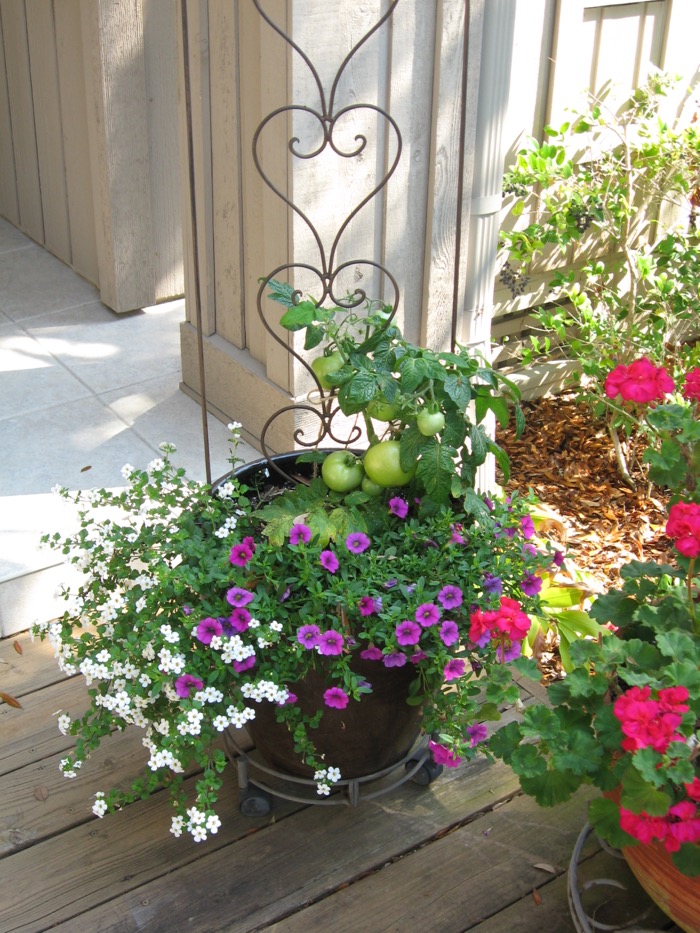 Container garden with tomatoes on the vine photo by Kathy Miller