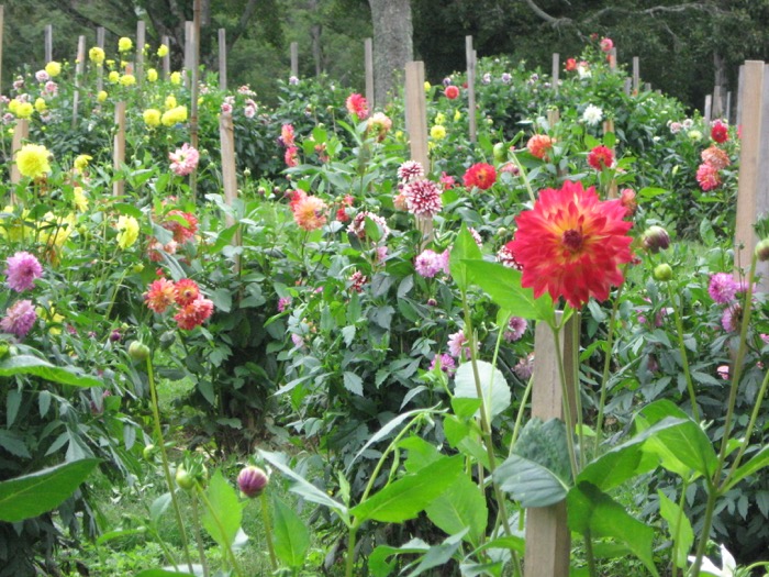 Dahlias at High Hampton Inn photo by Kathy Miller