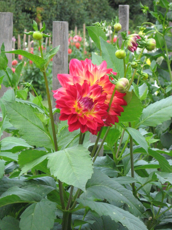 Mr. McKee Dahlia at High Hampton Inn photo by Kathy Miller