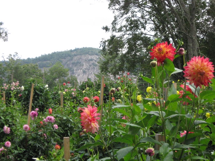 Dahlias with Rock Mountain in the back ground photo by Kathy Miller