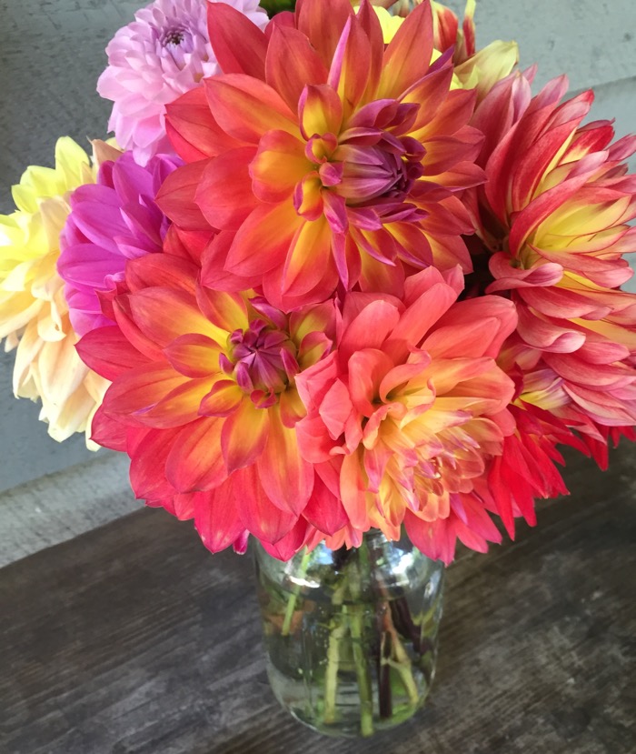 Dahlias from the Farmers Market in Cashiers, NC photo by Kathy Miller