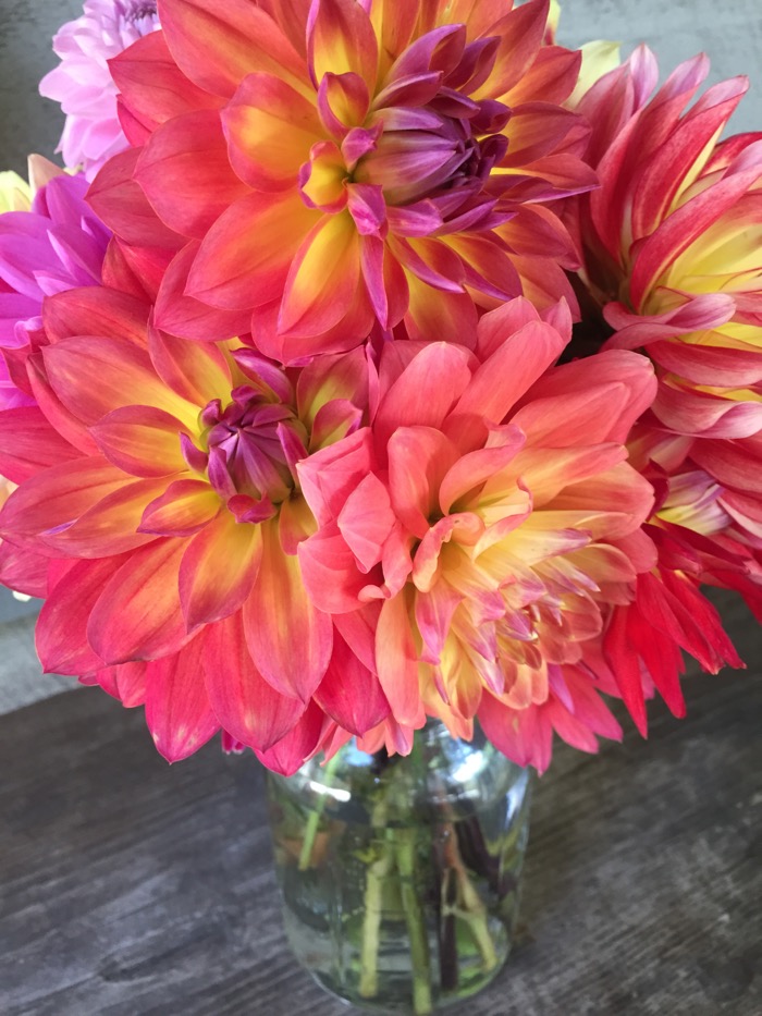 Dahlias from the Cashiers Farmers Market photo by Kathy Miller