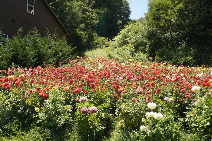 Dahlias grown by Erin Watson photo by Kathy Miller