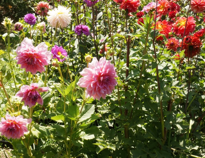 Pink Dahlias from Erin Watson photo by Kathy Miller