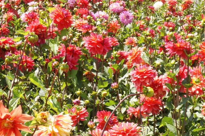 Brilliant dahlias from Erin Watson photo by Kathy Miller