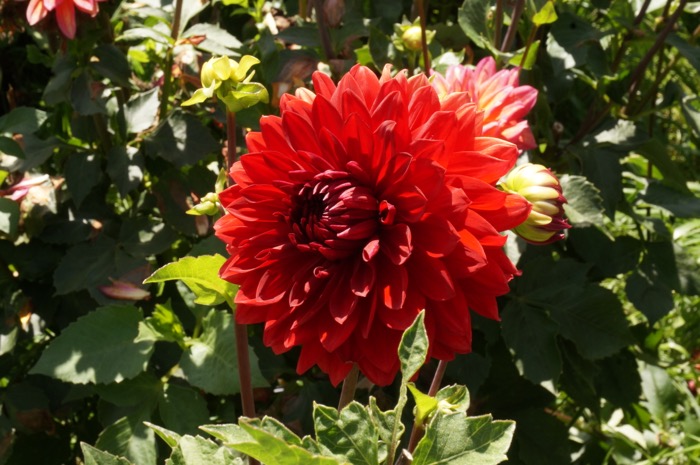 Red dahlia photo by Kathy Miller