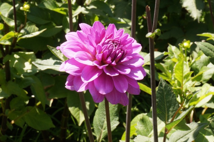 Lilac Dahlia photo by Kathy Miller