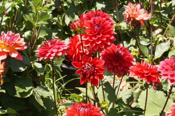 Red dahlias photo by KathyMillerTime
