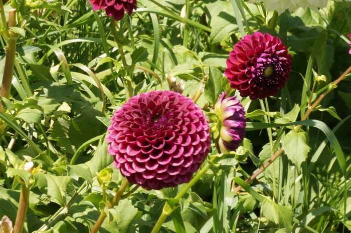 Magenta dahlia photo by KathyMillerTime