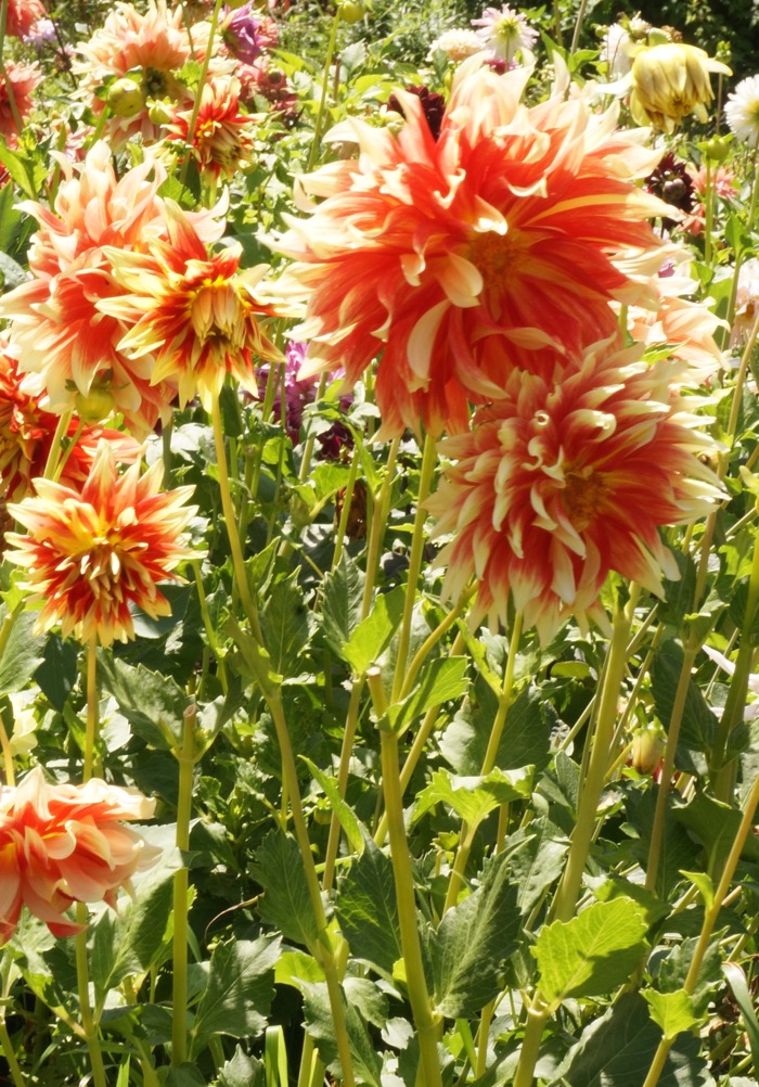 Orange and yellow dahlia photo by KathyMillerTime