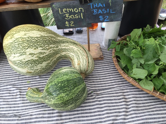 Squash photo by Kathy Miller