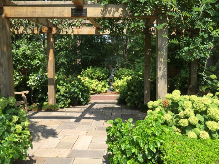 Green hydrangeas in Duke Gardens photo by Kathy Miller