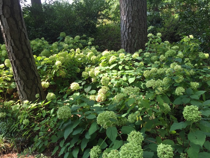 Hydrangeas in the shade White Garden, Duke Universtiy photo by Kathy Miller