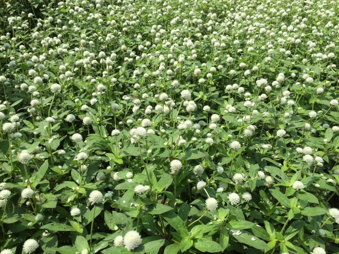 White and Green in the Duke Gardens photo by Kathy Miller