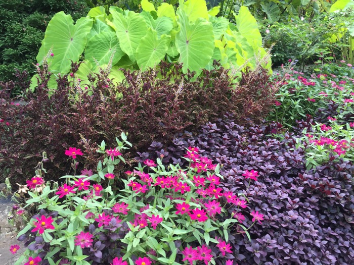 Contrast of pink with lime elephant ears Duke Gardens photo by Kathy Miller