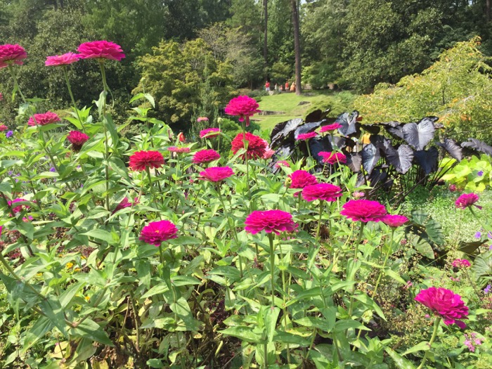 Pink Zinnias in the Sarah P. Duke Gardens Duke University photo by Kathy Miller