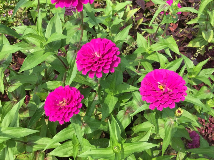 Pink Zinnias Duke Gardens photo by Kathy Miller