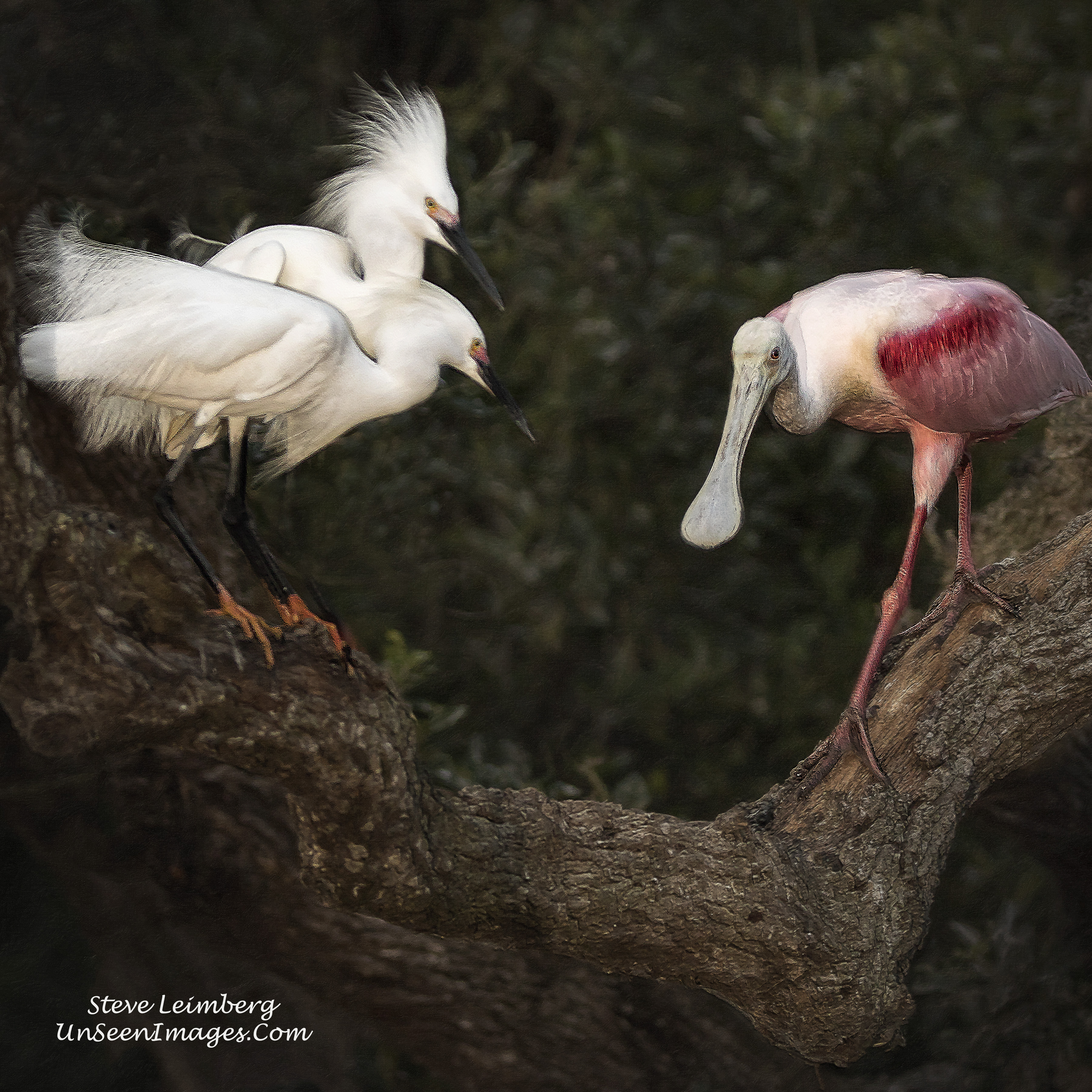 Confrontation-Roseate Spoonbill vs Two Snowy Egrets photo by Steve Leimberg UnseenImages.com