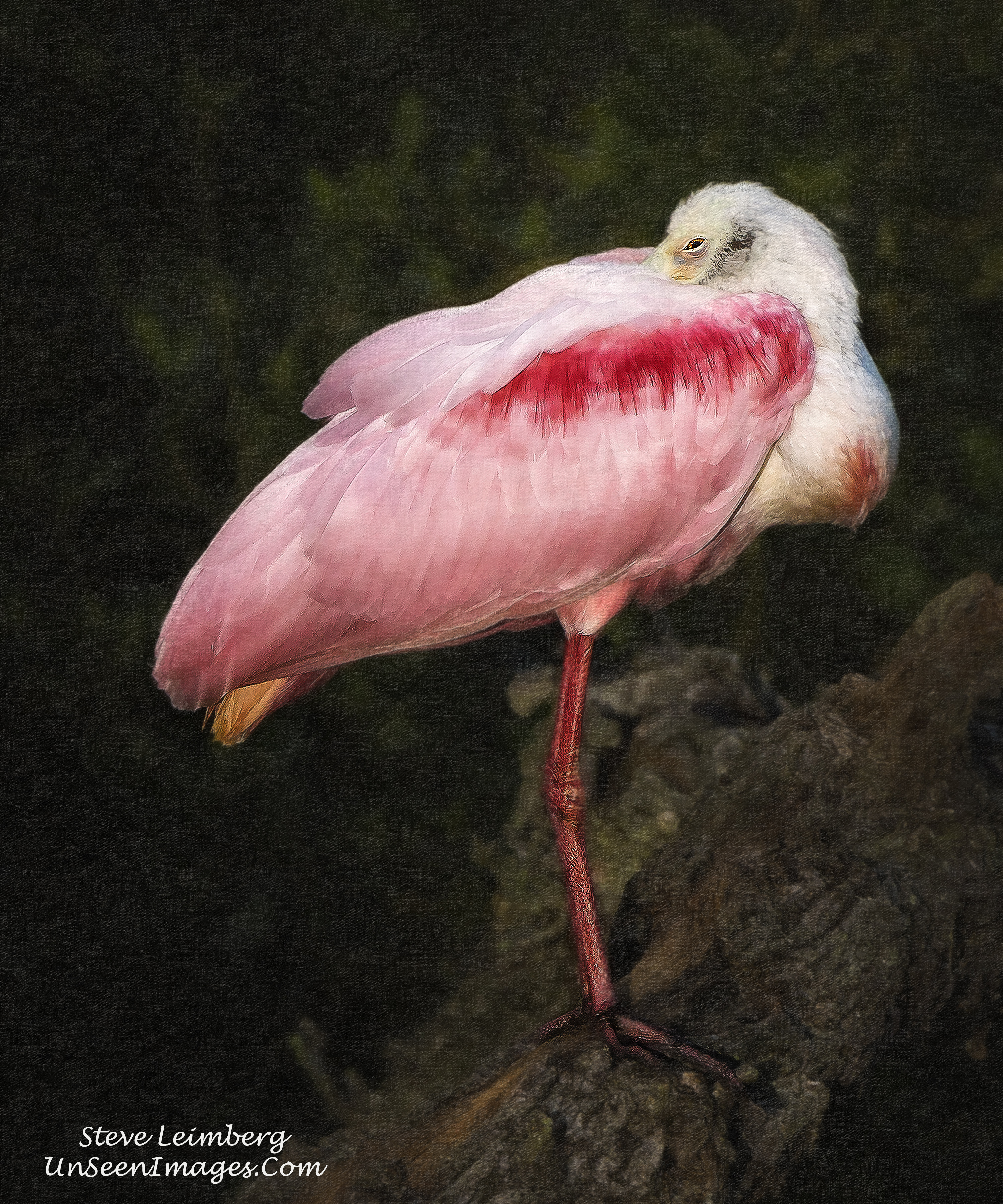 Roseate Spoonbill in Repose Painting/photo by Steve Leimberg, Unseen Images.com