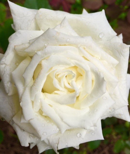 White Rose photo by Jan Johannes