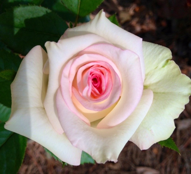 White with Pink Rose photo by Jan Johannes