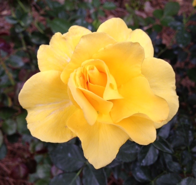 Yellow Rose photo by Jan Johannes