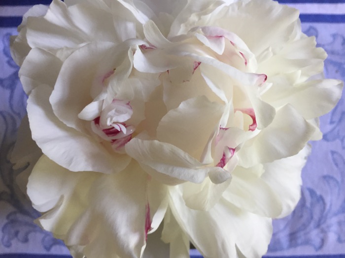 Peony large photo by Kathy Miller