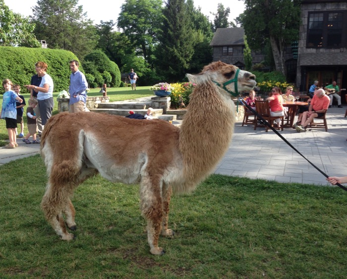 Llama at the High Hampton Inn photo by Kathy Miller