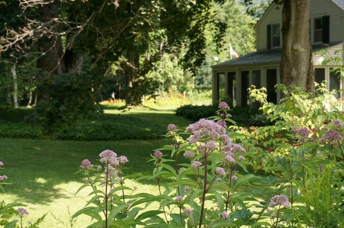 Joe Pye Weed Vermont garden photo by Kathy Miller