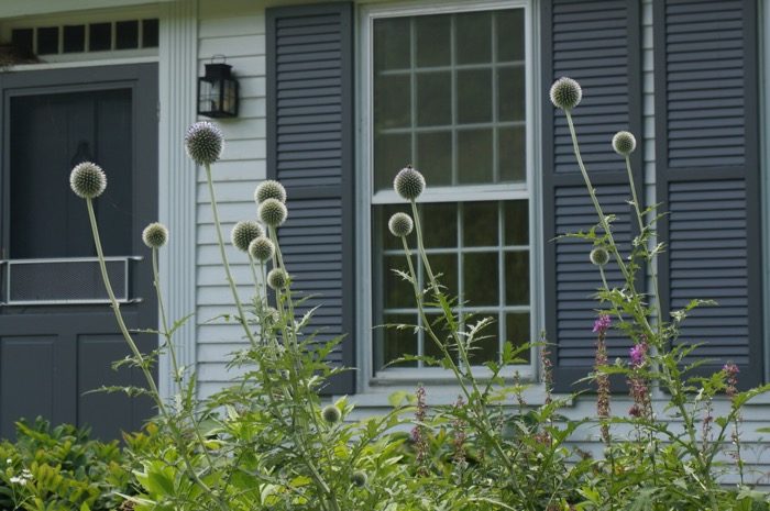 Thistle on Dorset Hollow photo by Kathy Miller