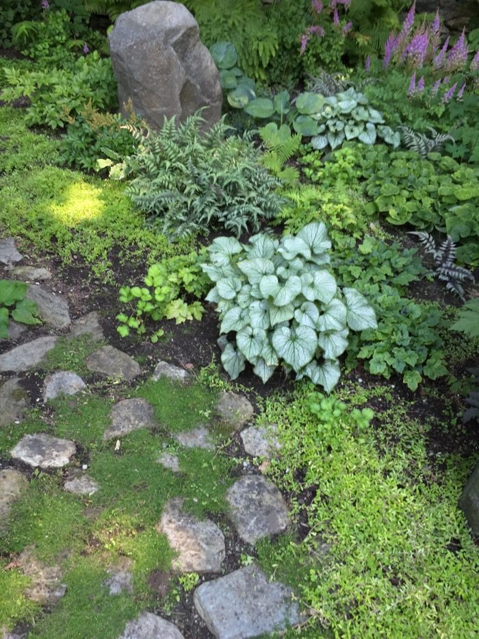 Sissy's Kitchen shade garden photo by Kathy Miller