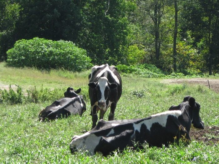 Cows in Vermont photo by Kathy Miller