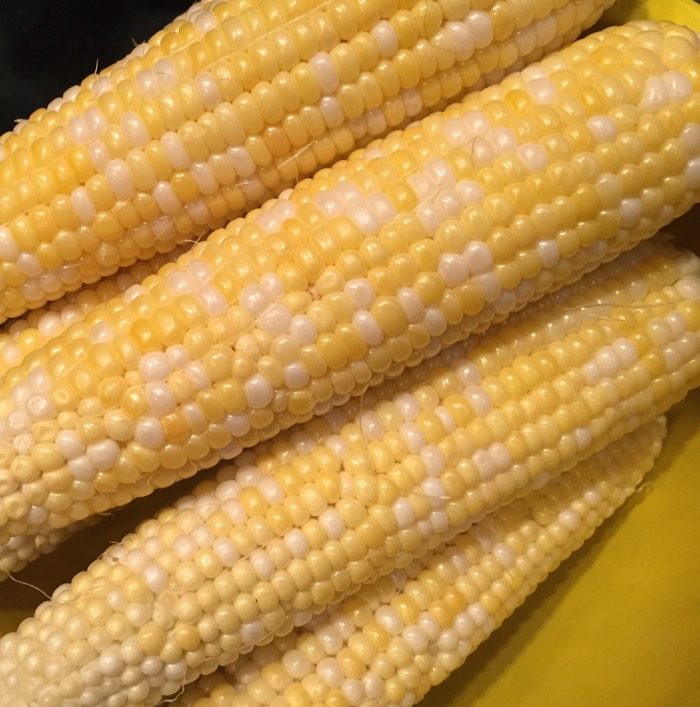 Bicolor Sweet corn, Vermont
