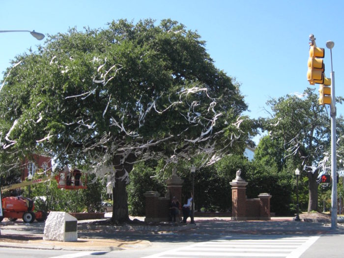 Oak Trees at Auburn with a hint of toliet paper photo by Kathy Miller