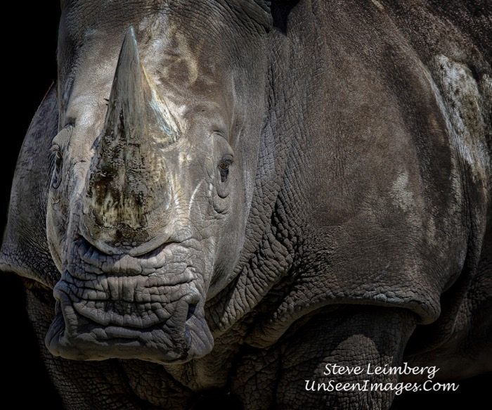 Rhino In Your Future photograph by Steve Leimberg UnseenImages.com