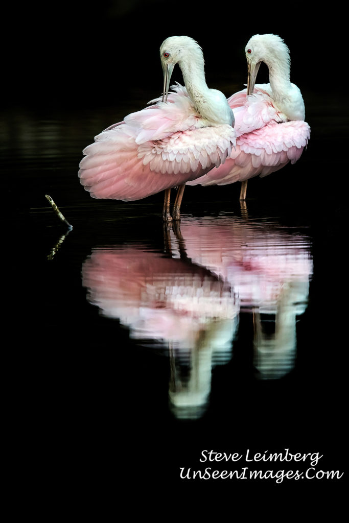 Roseate Ballet photograph by Steve Leimberg