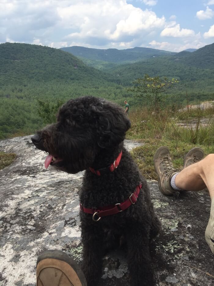 Sheldon enjoys Little Green Mountain photo by Kathy Miller