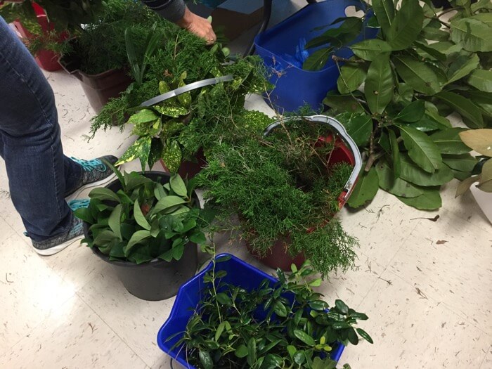 Fresh Greenery for mailbox decorating photo by Kathy Miller