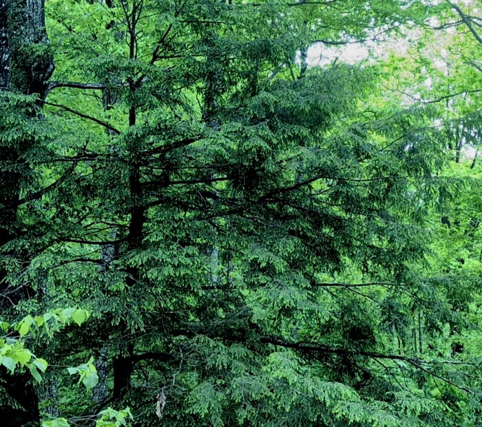 A hemlock lookin helathy with new growth photo by Kathy Miller