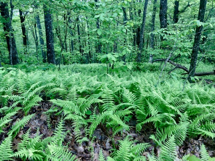 A sea of ferns on Black Rock Mountain in Panthertown photo by Kathy Miller