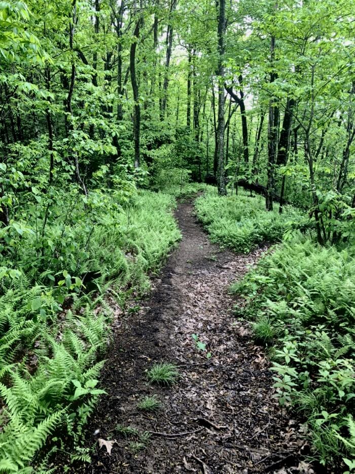 Black Rock Trail in Panthertown Valley photo by Kathy Miller