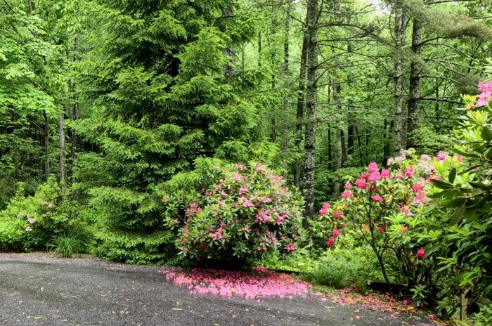 Catawba Phododendron photo by Kathy Miller