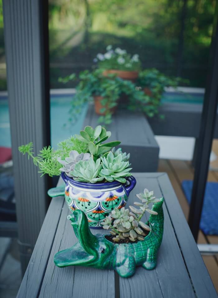 Succulents in cute pots photo by Page Tehan