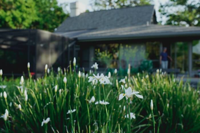 African Iris in back of Lamb home photo by Page Tehan