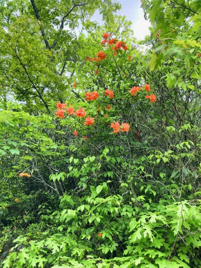 Flame azalea in Panthertown photo by Kathy Miller