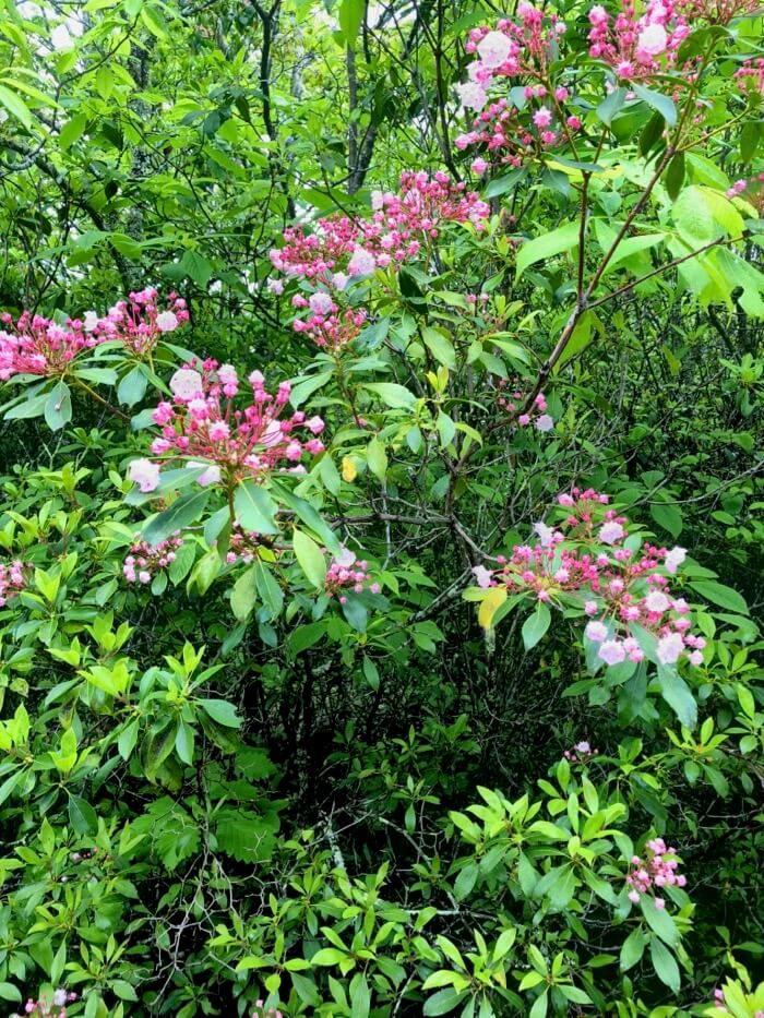 Mountain Laurel ready to burst into bloom photo by Kathy Miller