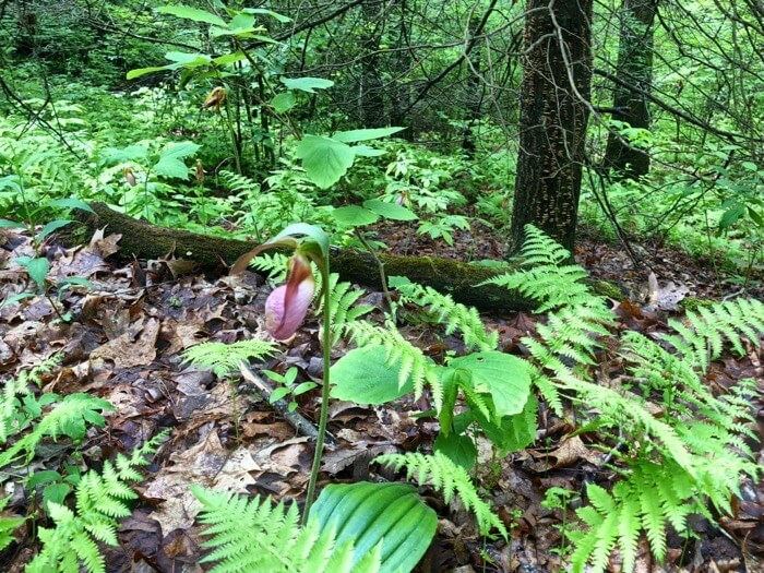 Pink Lady Slipper photo by Kathy Miller