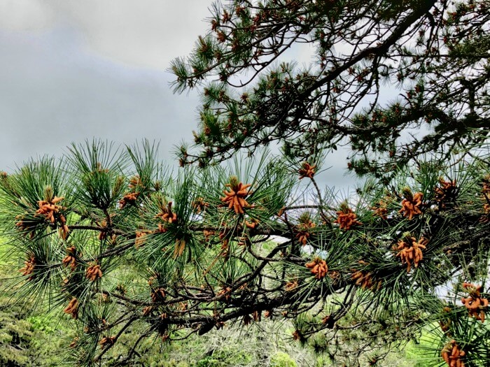 Pine tree coloring photo by Kathy Miller